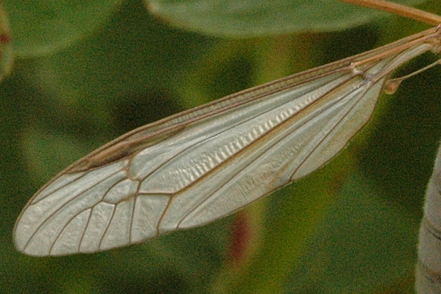 File:Tipula.oleracea.wing.detail.jpg