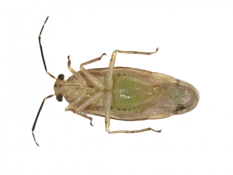 File:Tropidosteptes pacificus (Miridae) - (imago), Elst (Gld), the Netherlands - 2.jpg