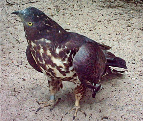 File:Trzmielojad Pernis apivorus.jpg