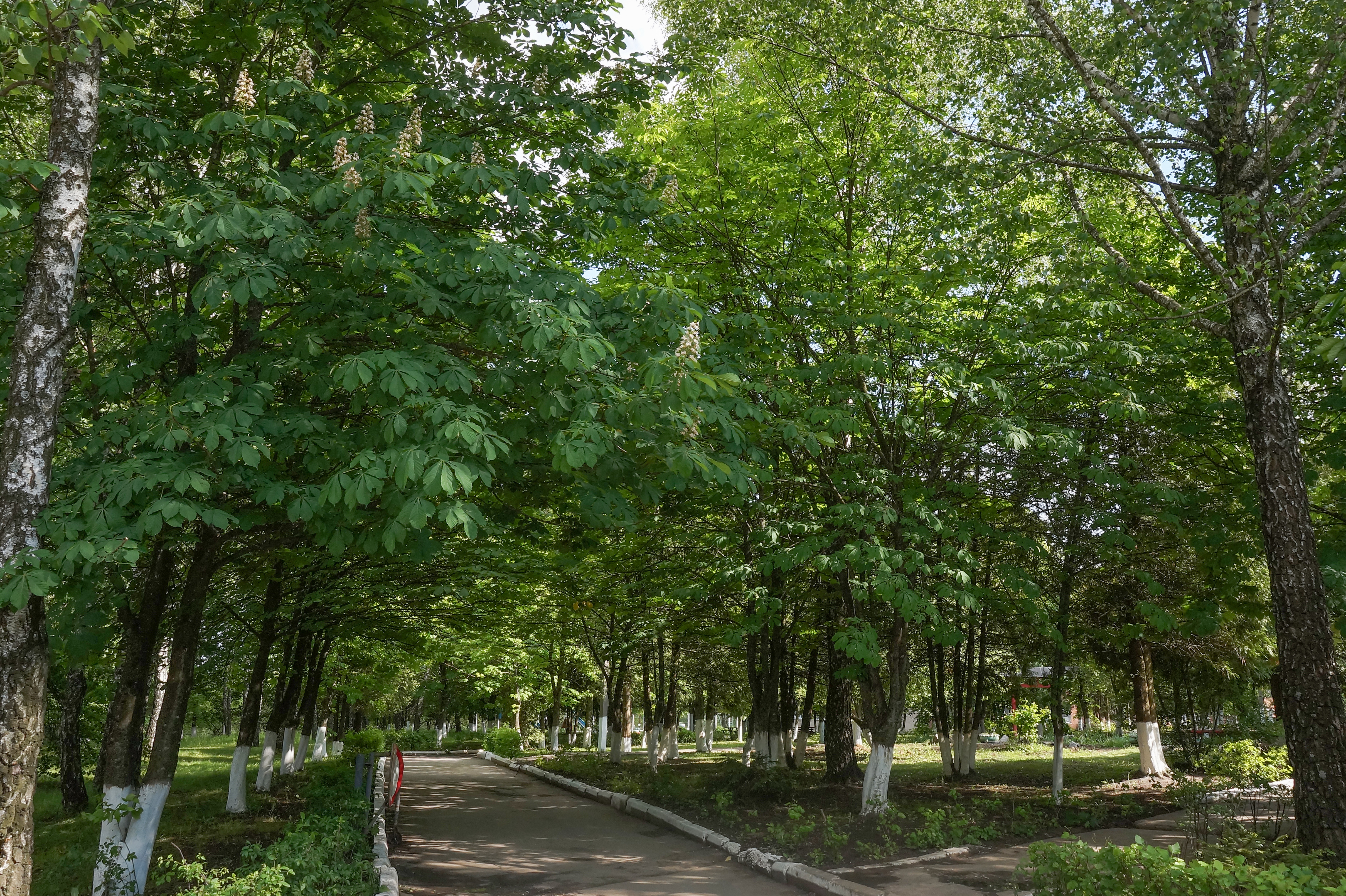 Але парк. Алеї Слави кладовища, що у мікрорайоні Ракове.