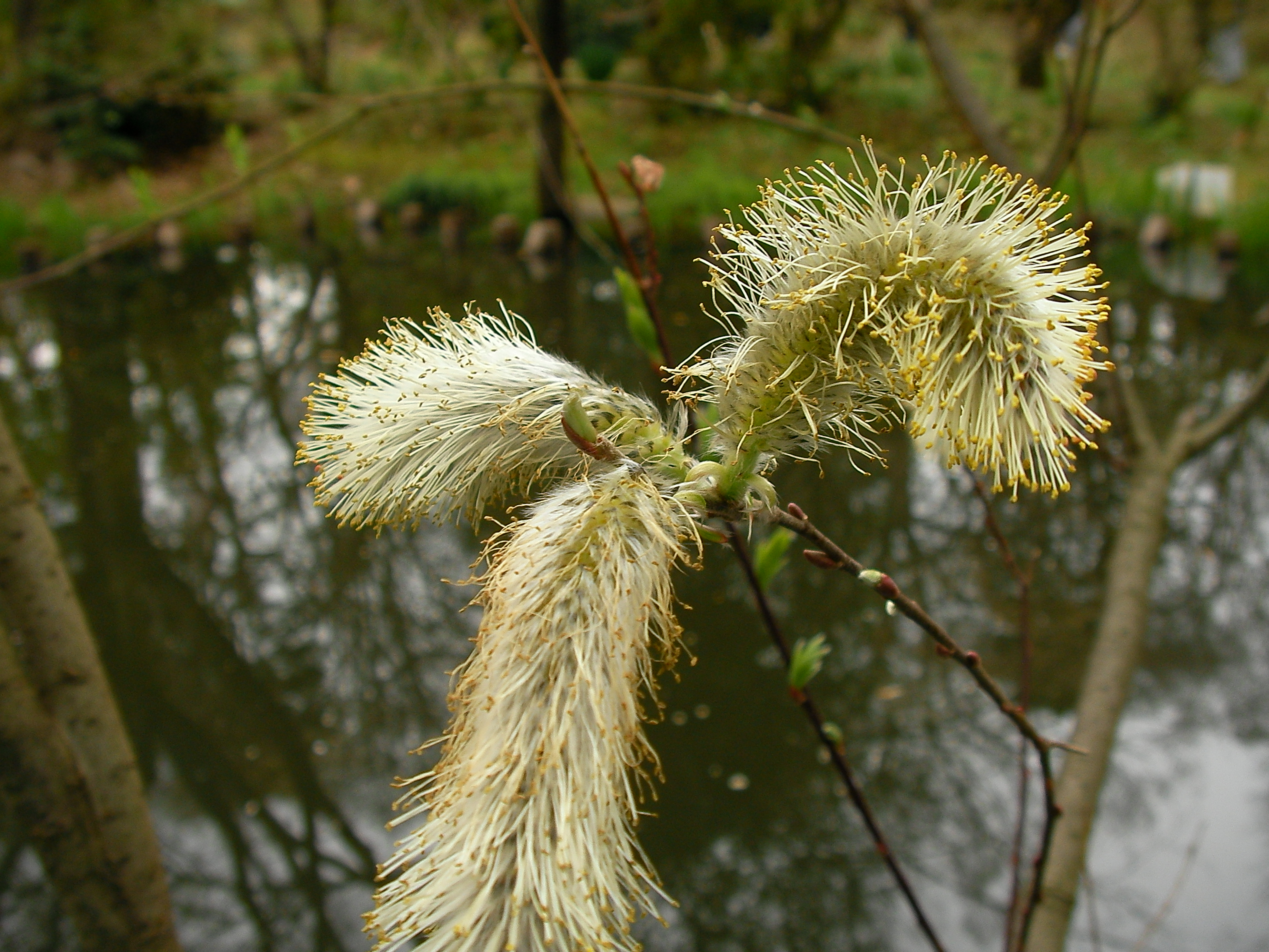 File オオネコヤナギ Bothriospermum Tenellum Bothriospermum Tenellum 花 Jpg Wikimedia Commons