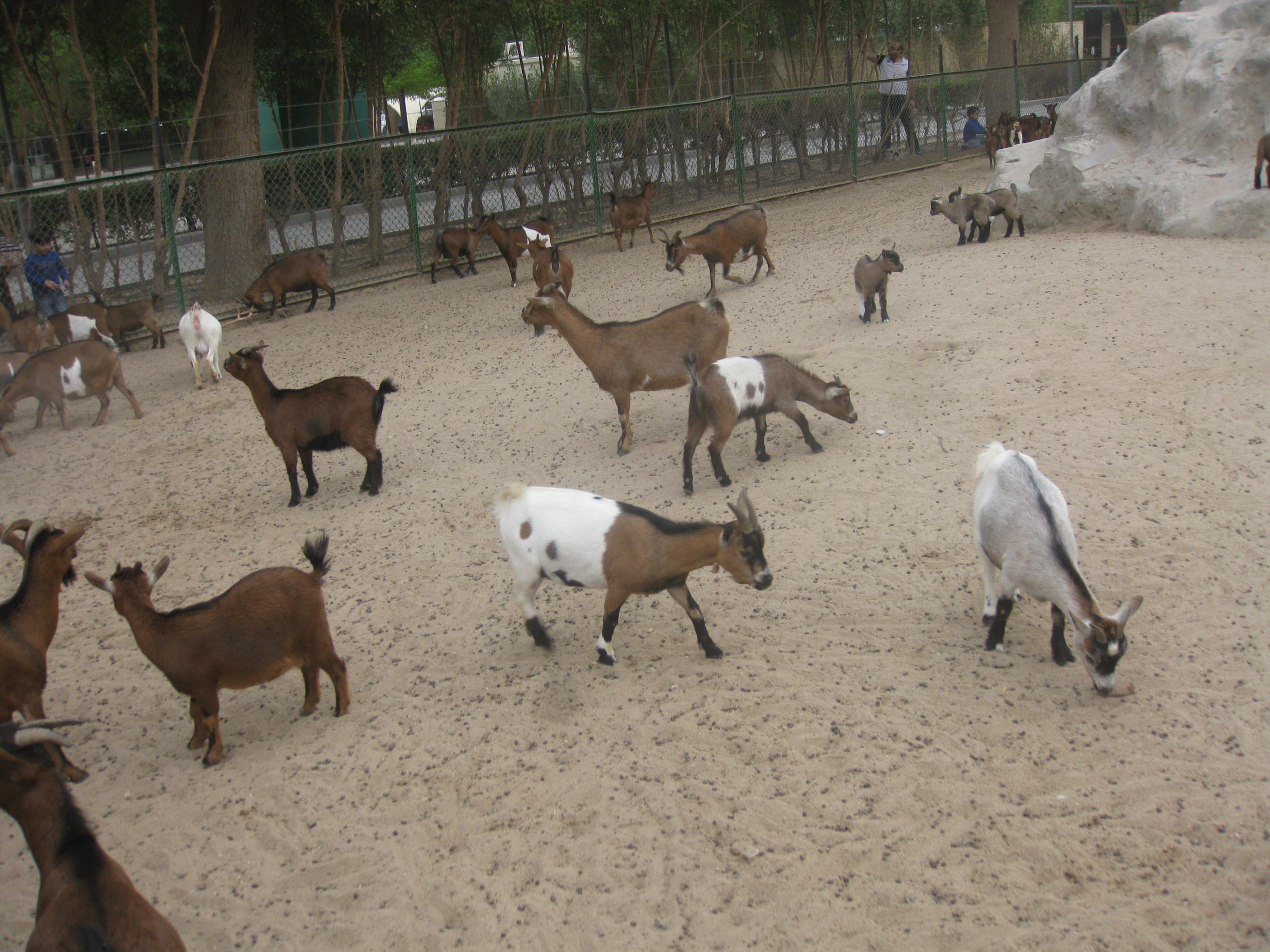 File:A view from kuwait zoo by irvin calicut (142).JPG - Wikimedia Commons