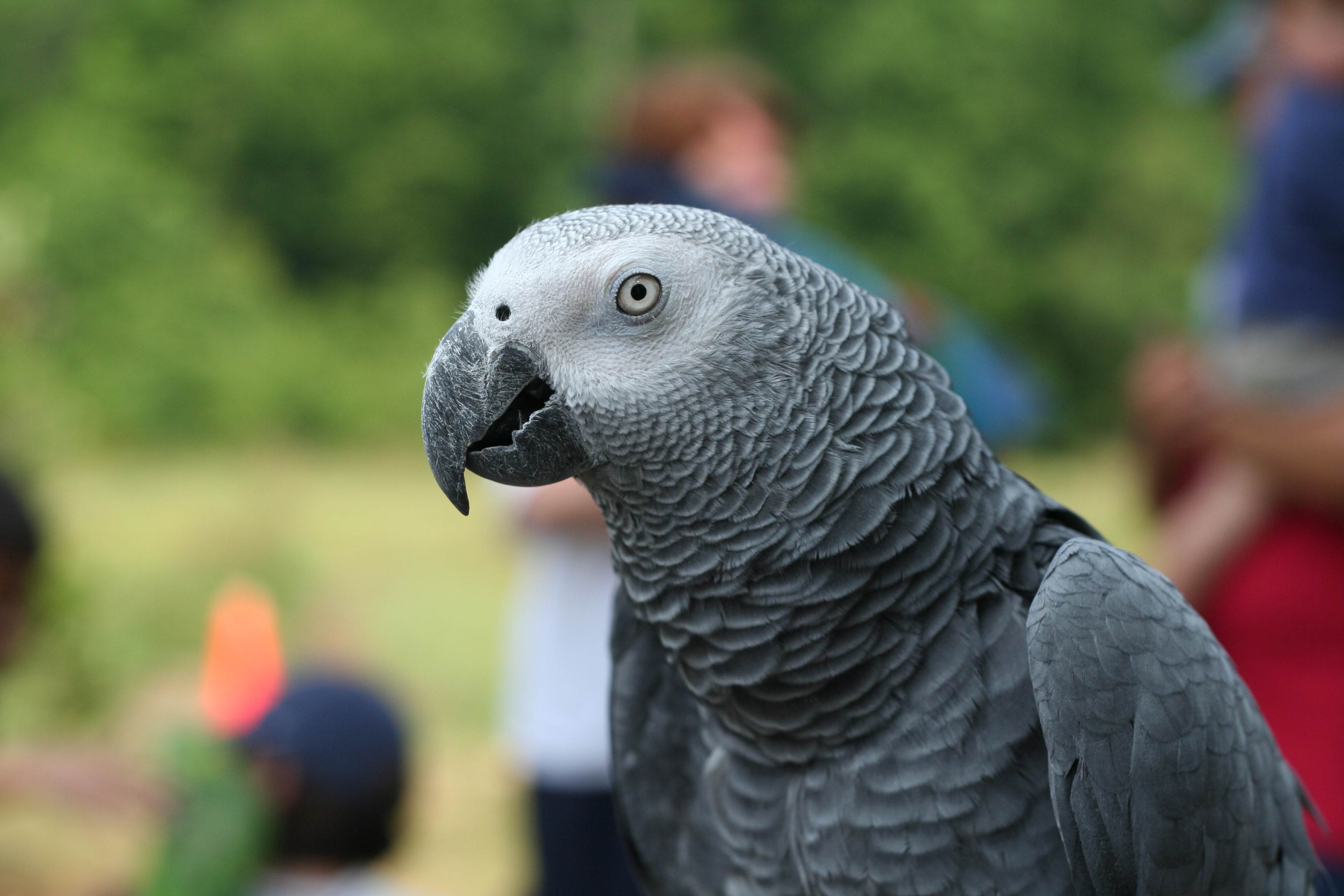 African Grey Parrot (Psittacus Erithacus)4 