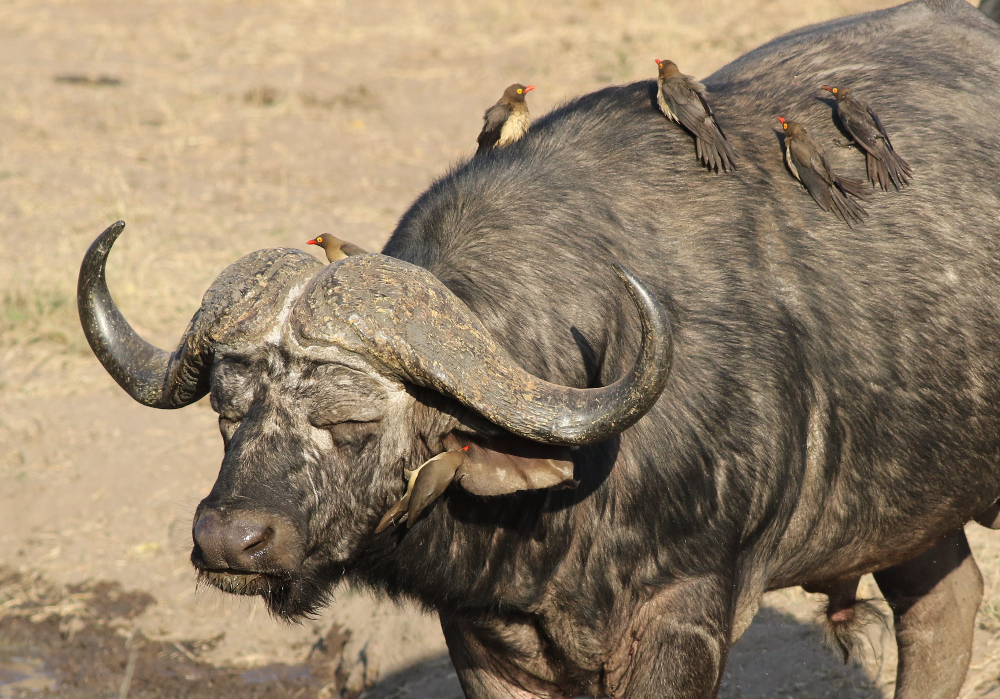 gammel servitrice Formand File:African buffalo or Cape buffalo, Syncerus caffer, with Red-billed  Oxpecker, Buphagus erythrorhynchus, at Kruger National Park, South Africa  (20764930948).jpg - Wikimedia Commons