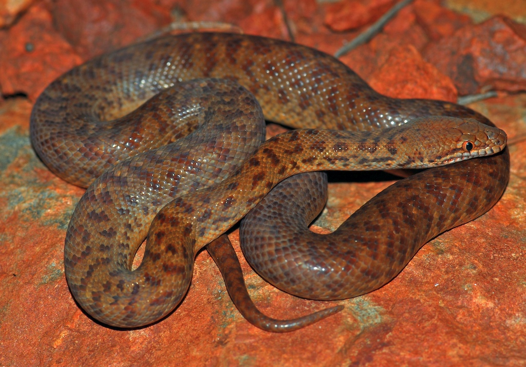 Pygmy python - Wikipedia