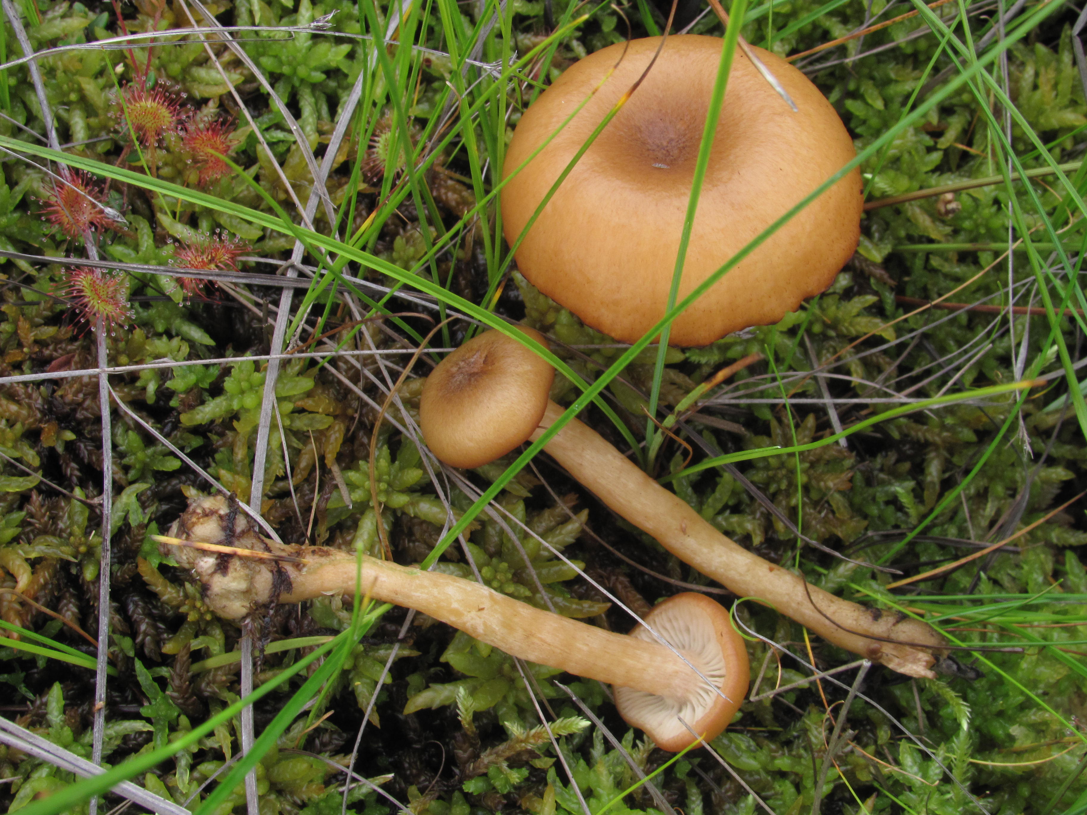 Armillaria ectypa.jpg