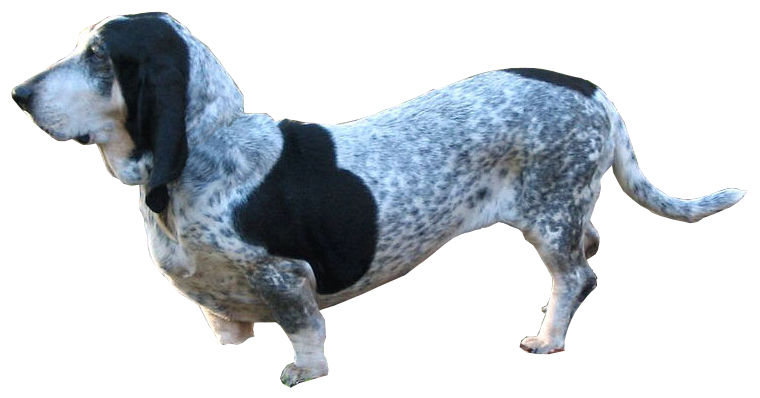 are basset bleu de gascogne hypoallergenic