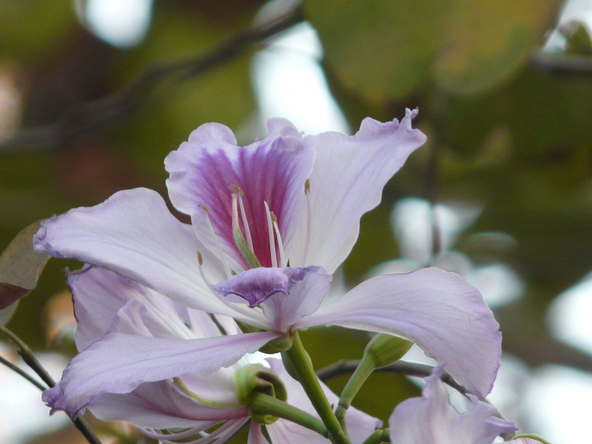 Баухиния. Цветок Баухиния орхидейное дерево. Баухиния пурпурная орхидейное дерево. Bauhinia variegata (Баухиния пестрая). Баухиния орхидейное.