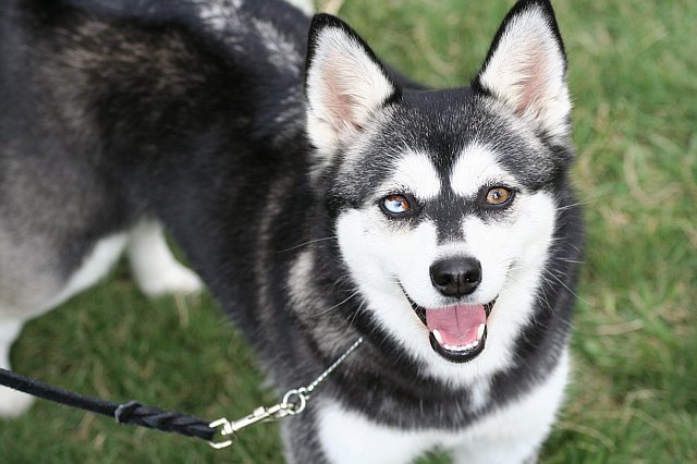 Alaskan Klee Kai are part of the rare dog breeds list