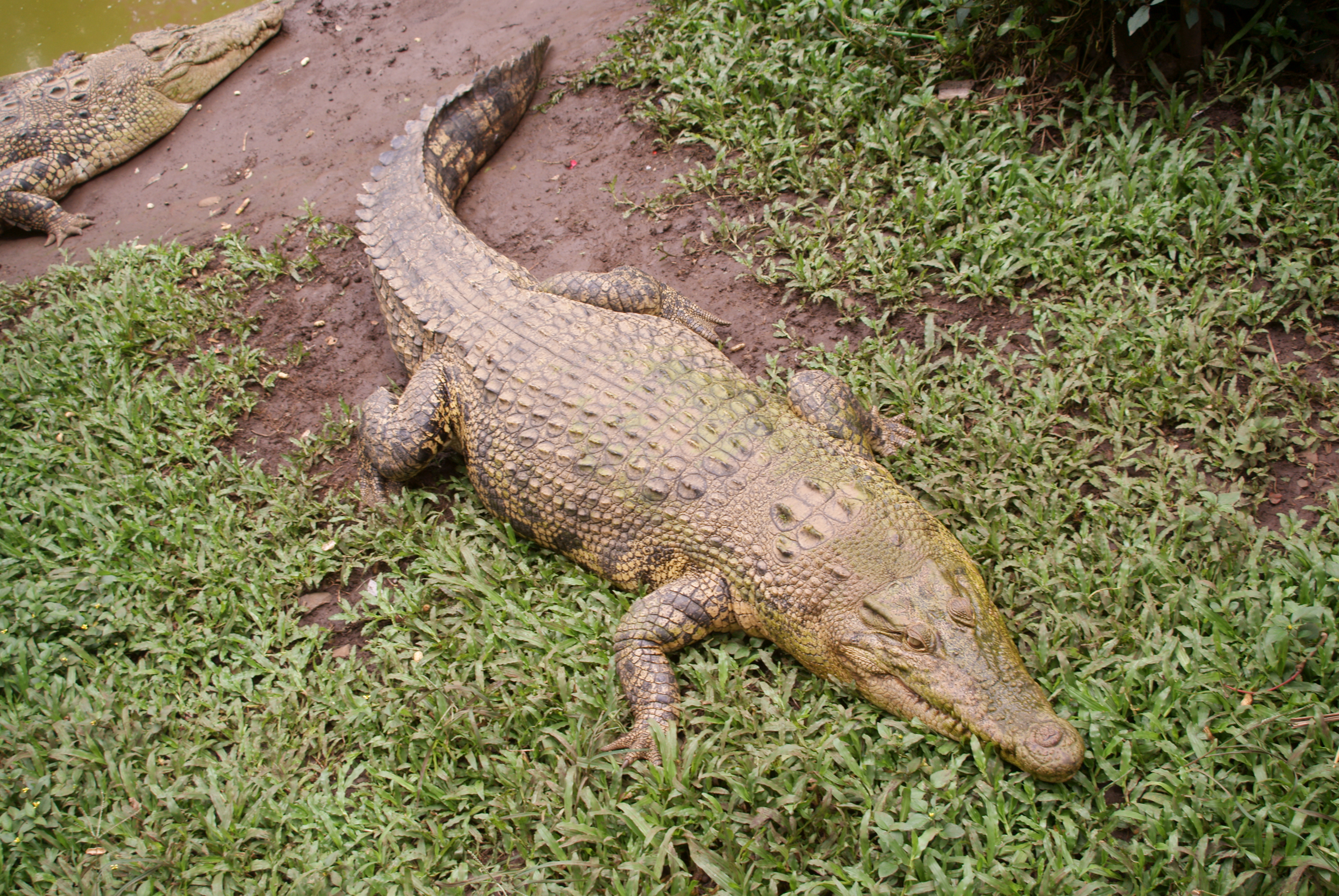 File Buaya Muara Bandung Zoo 5 JPG Wikimedia Mons