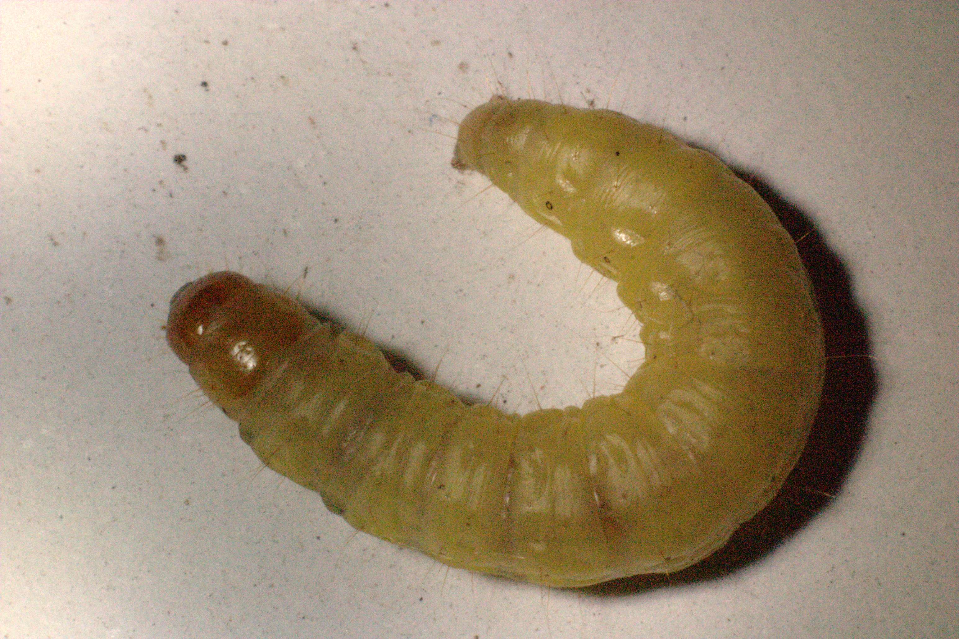 Waxworm - Wikipedia