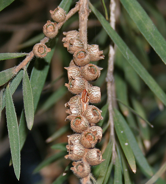 Callistemon - Wikipedia