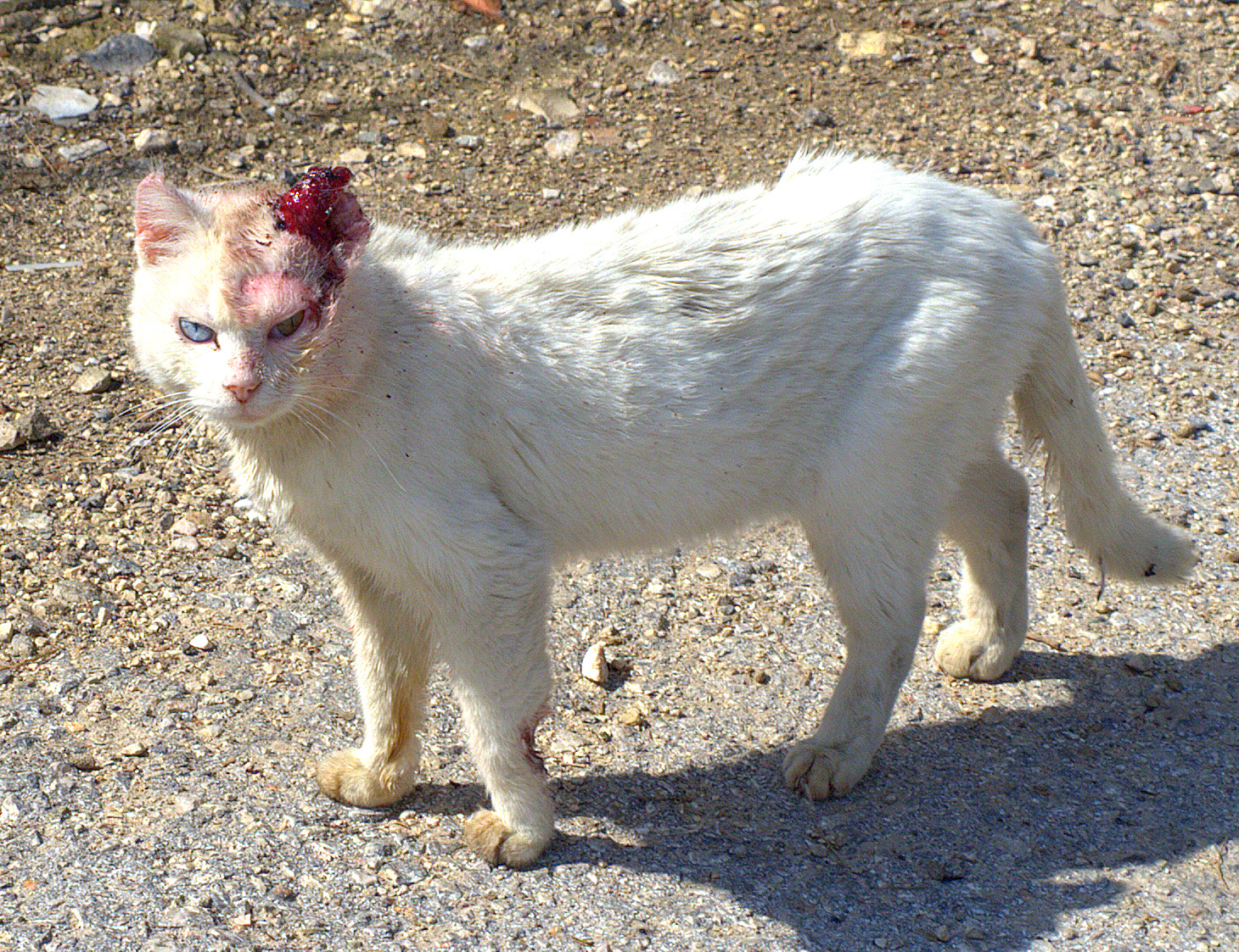 Rush cat with rabies gets crucifix'd