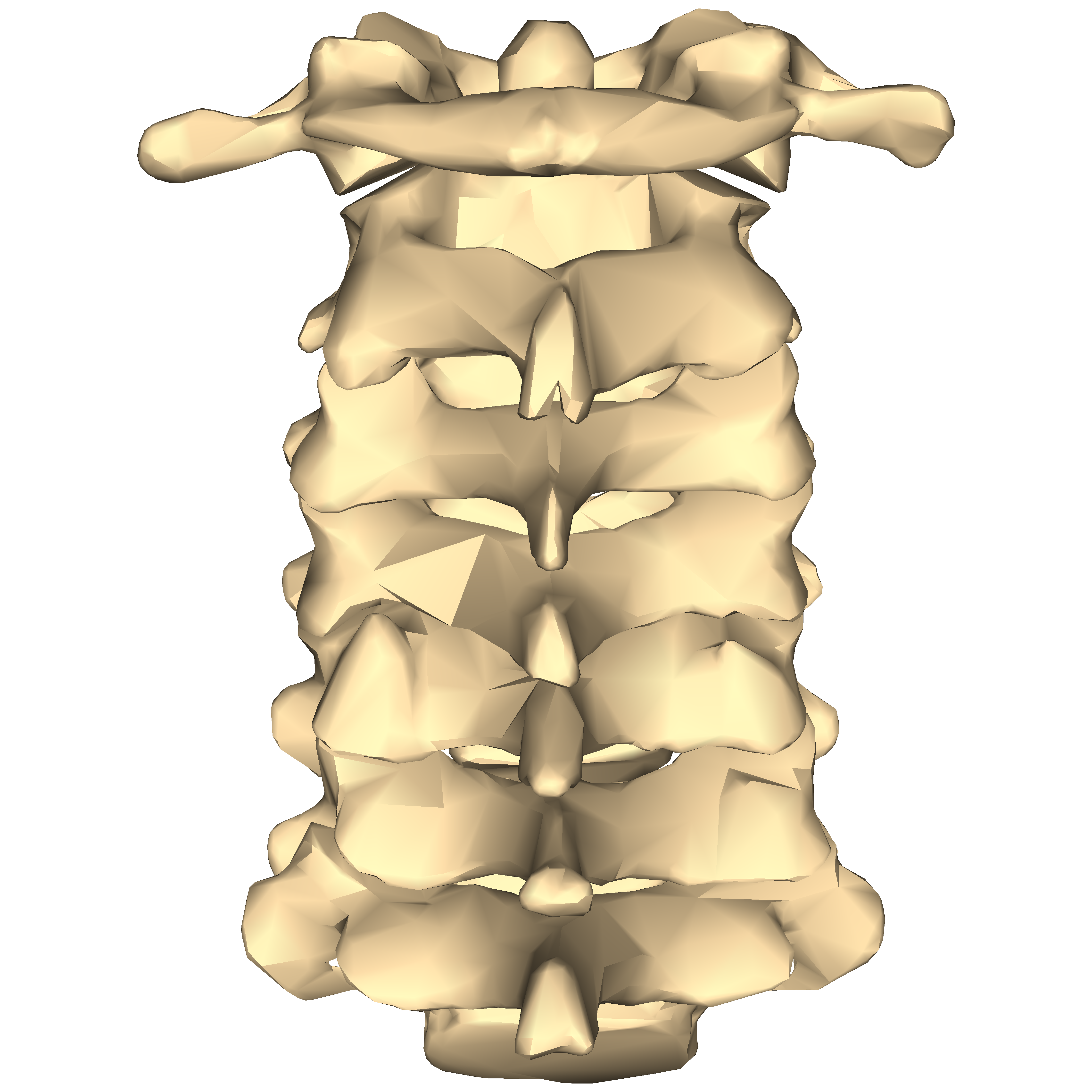 Filecervical Vertebrae Close Up Posterir Viewpng