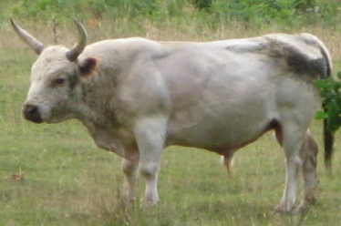 File:Chillingham Bull - geograph.org.uk - 223440 (cropped).jpg