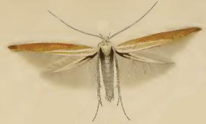 <i>Coleophora discordella</i> Species of moth