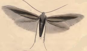 <i>Coleophora violacea</i> Species of moth