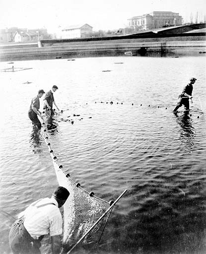 File:College of Fisheries class practicing seining the Geyser Basin, University of Washington campus, Seattle, 1921 (COBB 349).jpeg