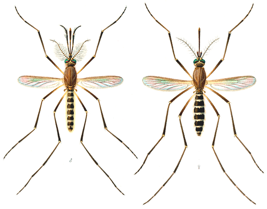 Muỗi Culex là trung gian truyên bệnh viêm não Nhật Bản