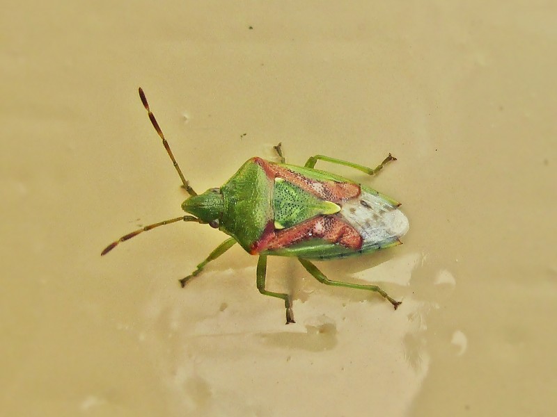 File:Cyphostethus tristriatus (Juniper shield bug), Arnhem, the Netherlands - 3.jpg