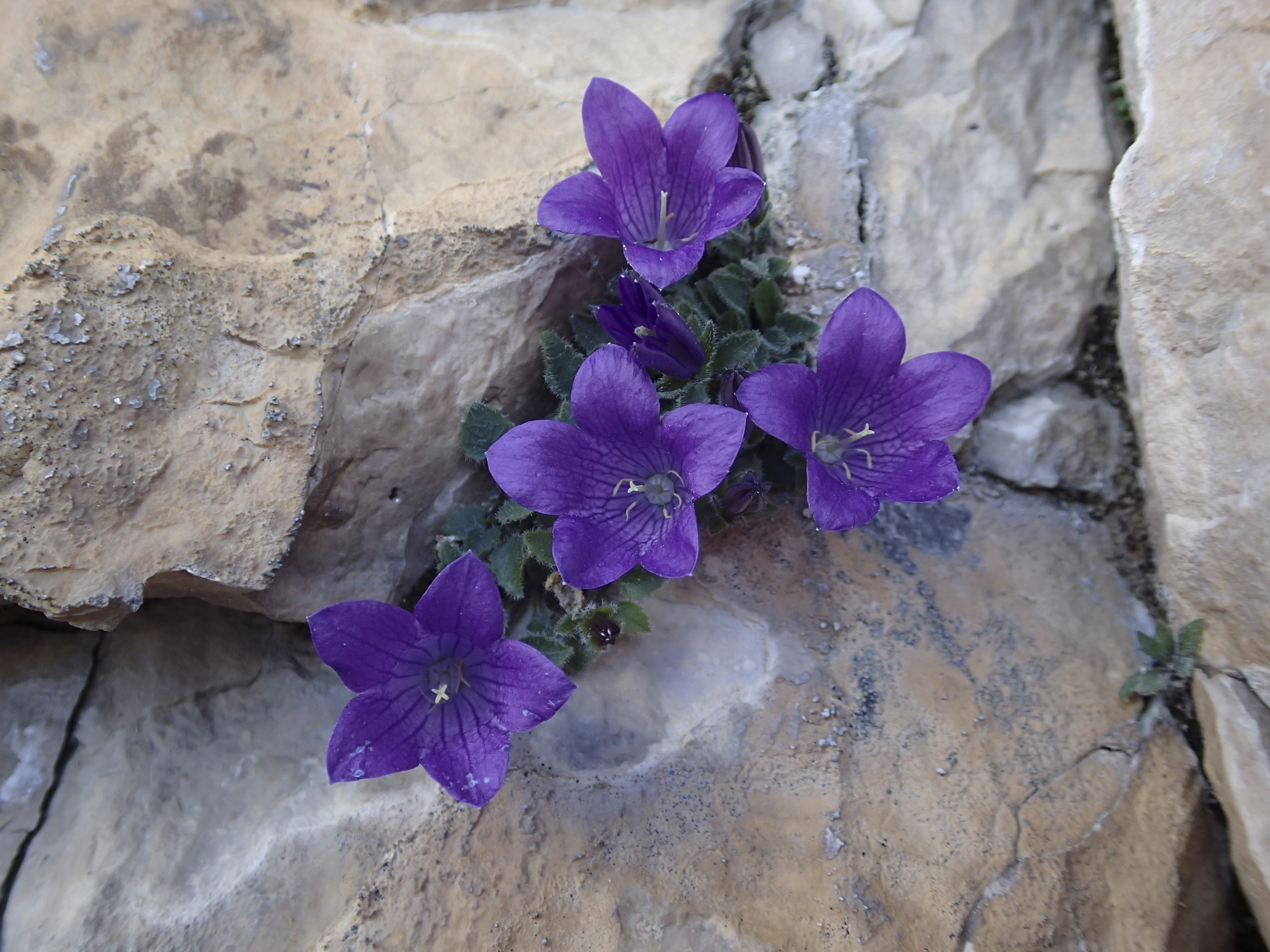 Колокольчик доломитовый. Колокольчик Кемулярии Campanula kemulariae. Колокольчик холодолюбивый Campanula. Колокольчик доломитовый Кампанула. Колокольчик ценизский Campanula Cenisia.