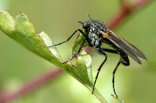 File:Empis.bistortae.-.lindsey.jpg