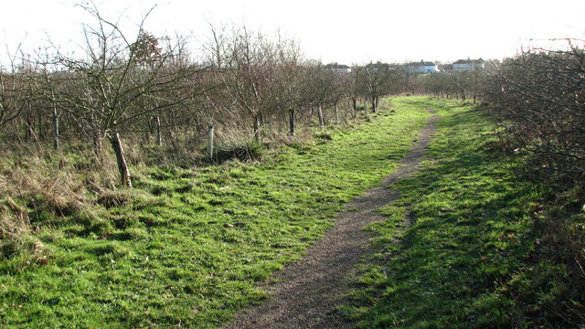 File:Footpath in Jubilee Wood - geograph.org.uk - 4779083.jpg