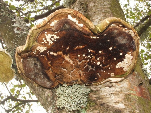 File:Fungi, Ochre Cushion on Birch Polypore - geograph.org.uk - 1449039.jpg