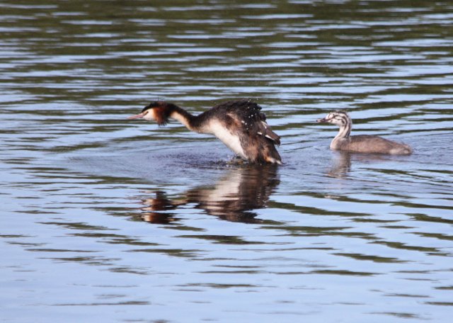 File:Grebe with an older young.JPG