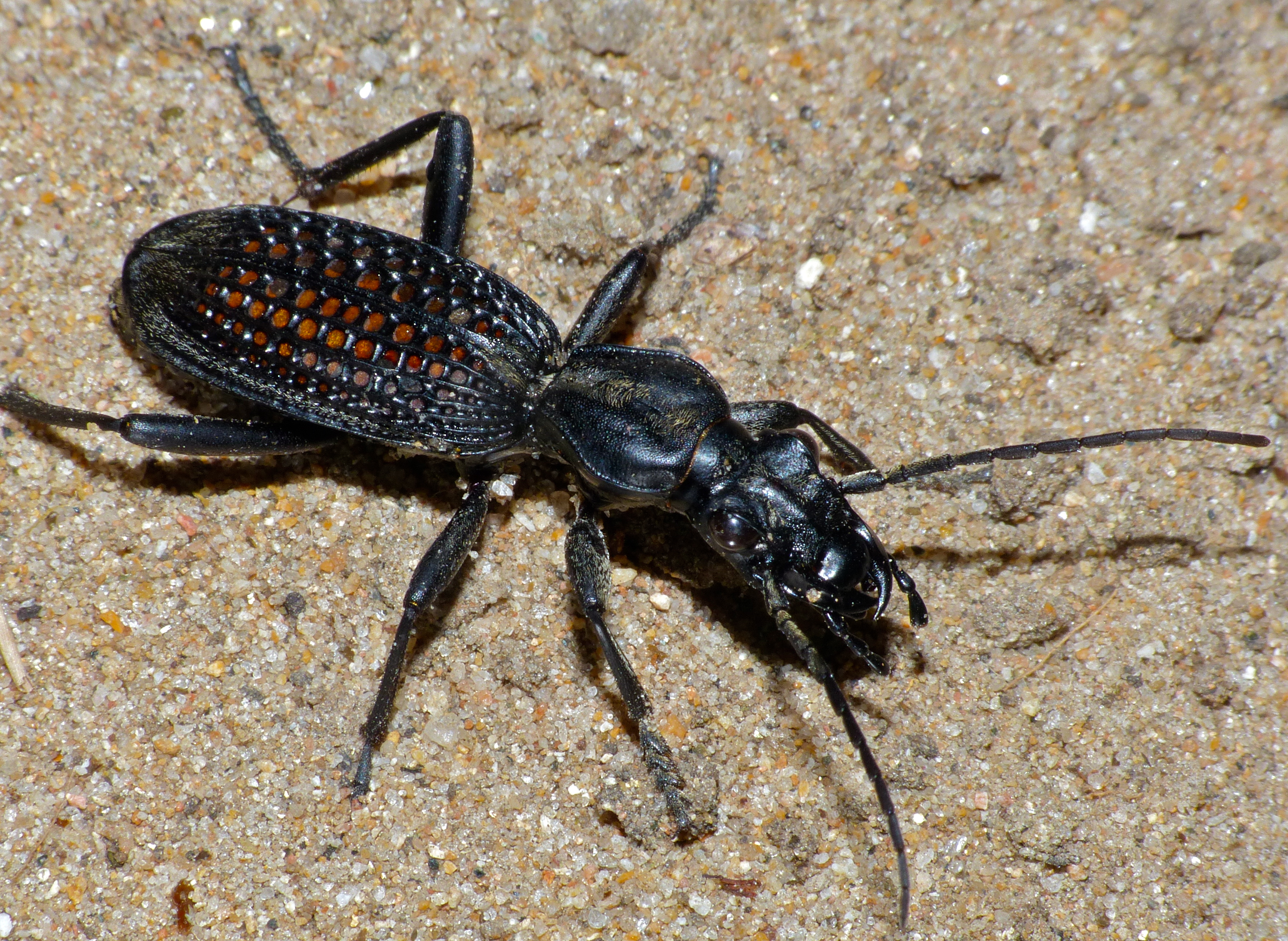 Ground Beetle (Cypholoba alveolata) (12033686714).jpg