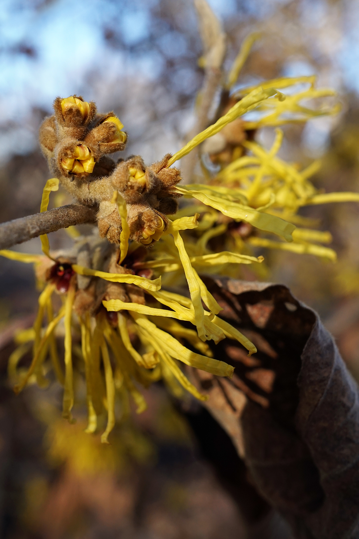 Witch-hazel - Wikipedia