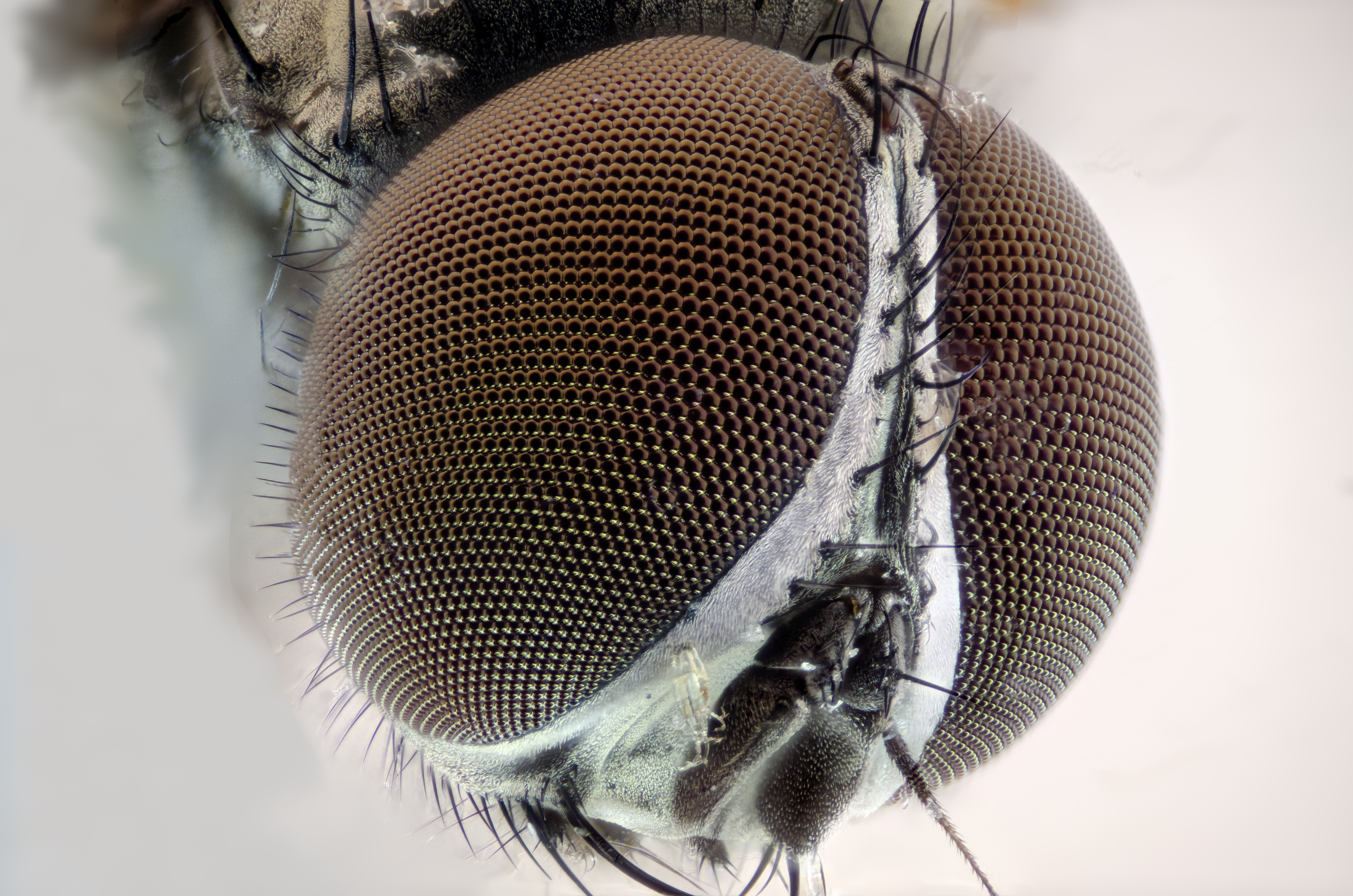 580 Housefly Eyes Stock Photos, High-Res Pictures, and Images