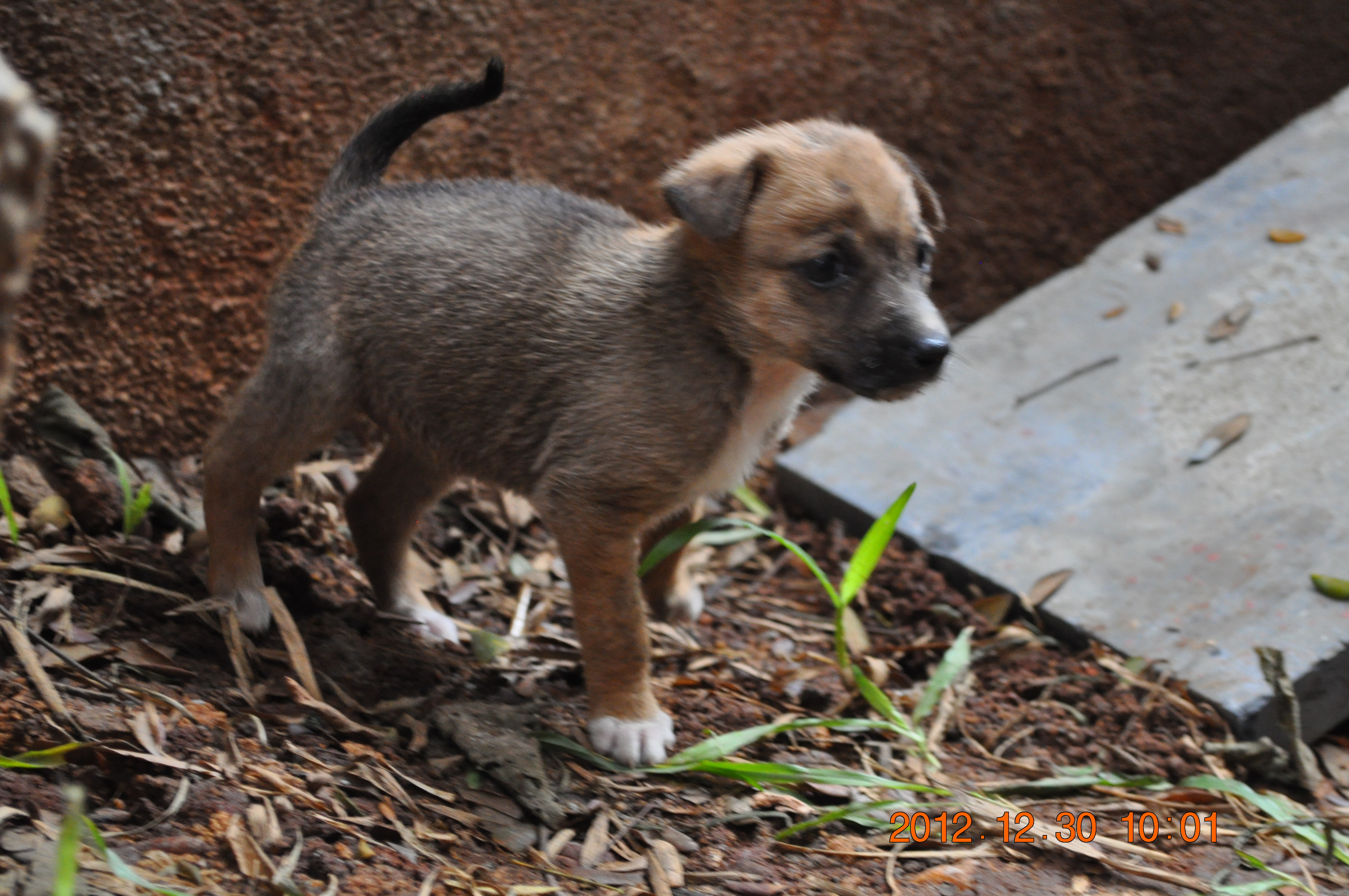 Indian sales dog puppy