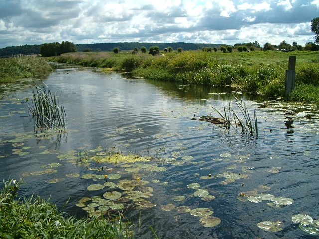 File:Langacre Rhyne - geograph.org.uk - 231109.jpg