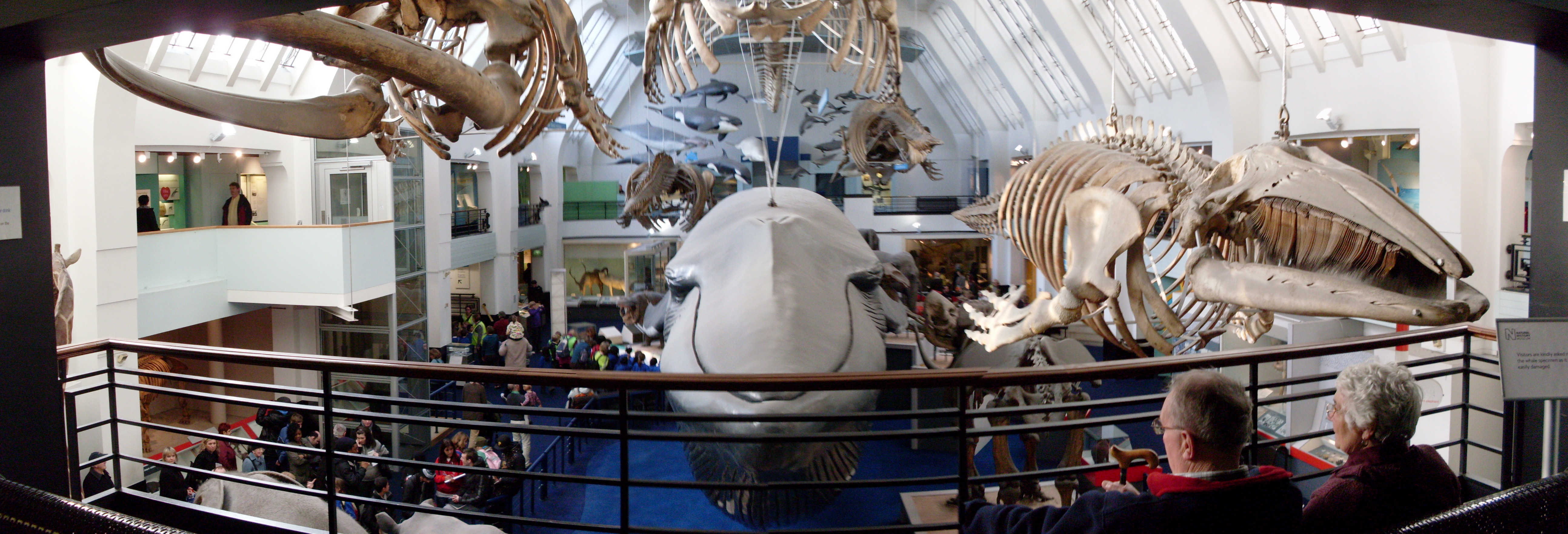 Blue Whale Museum London.