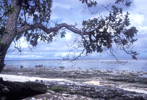 File:Merir AKK Reef Flats.jpg