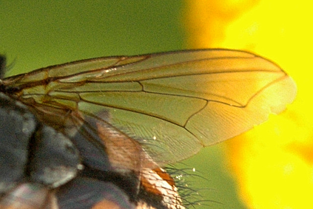 File:Musca.autumnalis.wing.detail.jpg