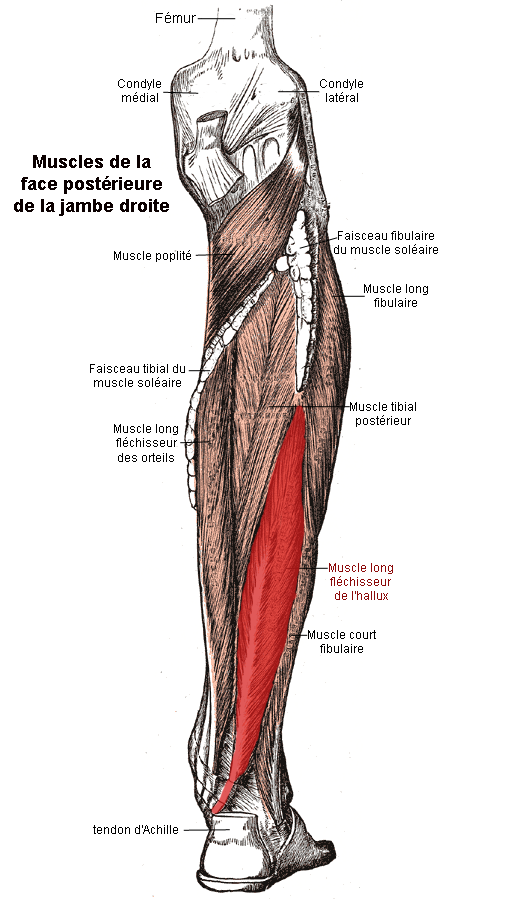 muscle long fléchisseur de l'avant-bras — Wiktionnaire, le dictionnaire  libre