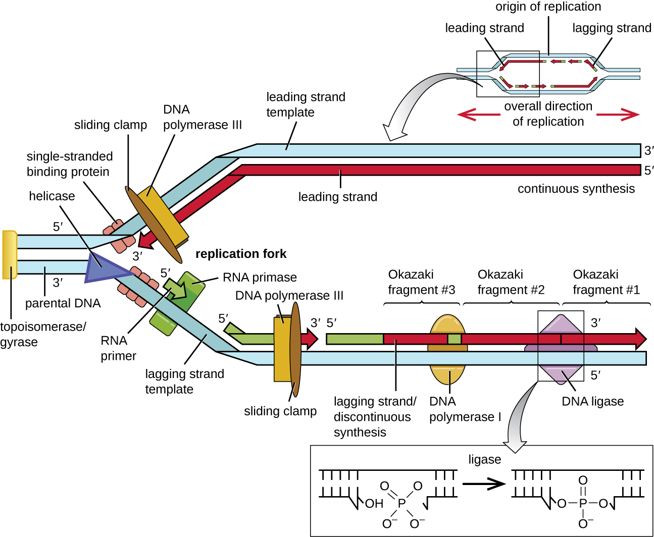 DNA Replication | Biology OER