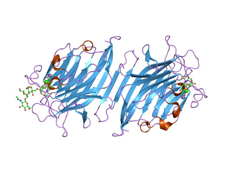 File:PDB 2ar6 EBI.jpg