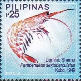 File:Parapenaeus sextuberculatus 2019 stamp of Philippines.jpg