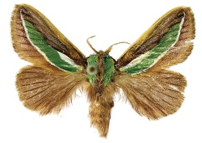 <i>Parasa undulata</i> Species of moth