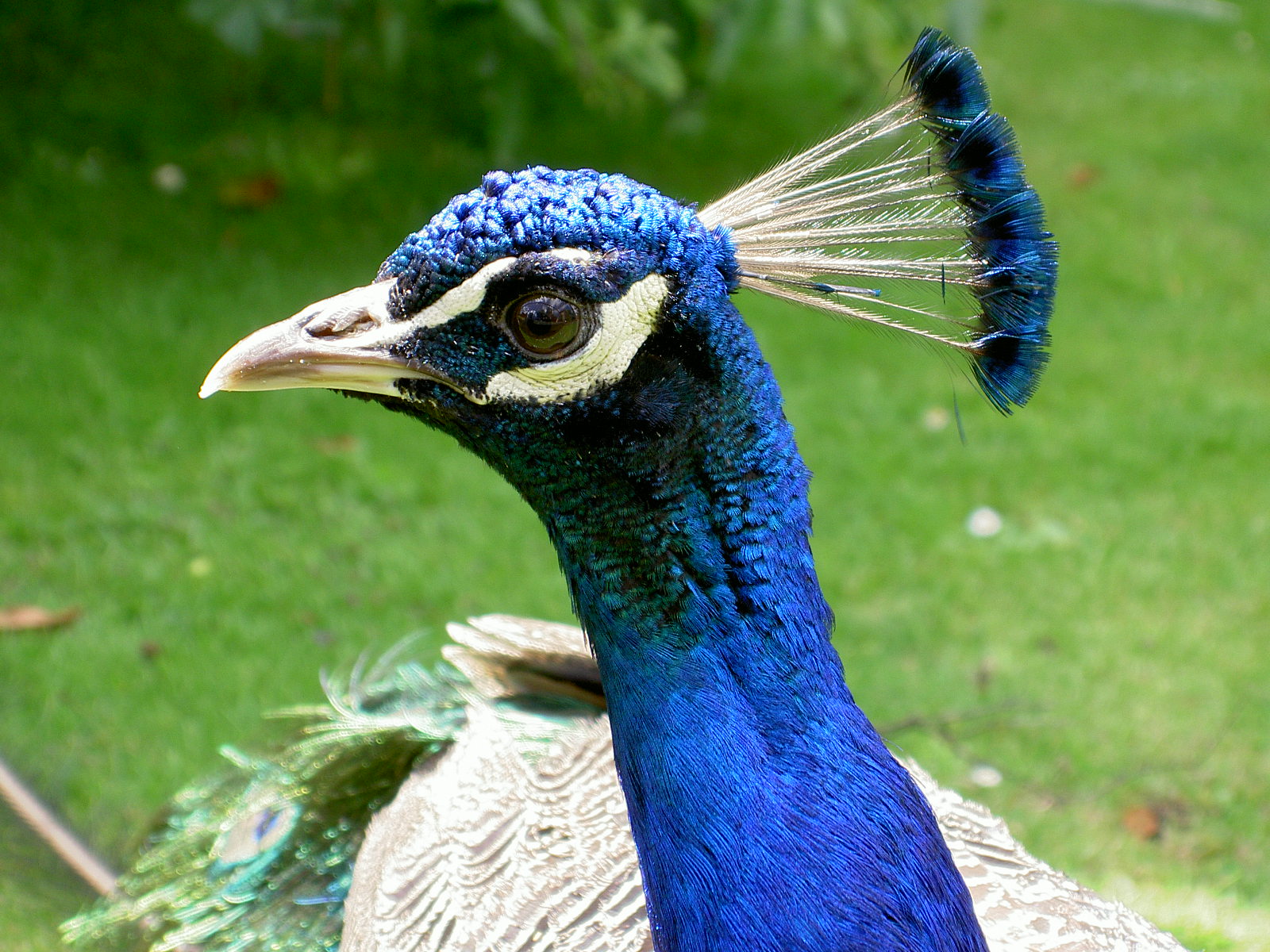 File:PeacockHead.jpg - Wikipedia