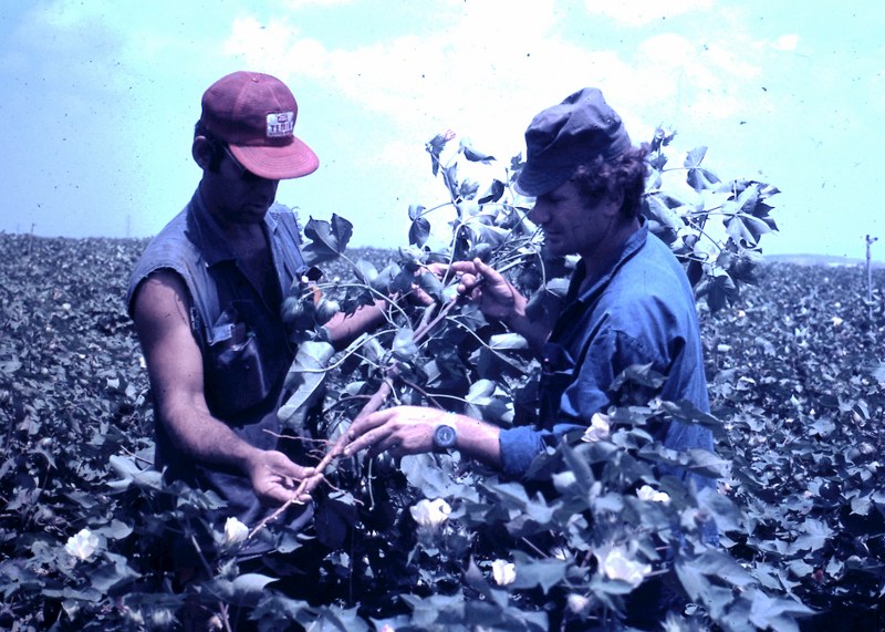 File:PikiWiki Israel 13927 Cotton field.JPG