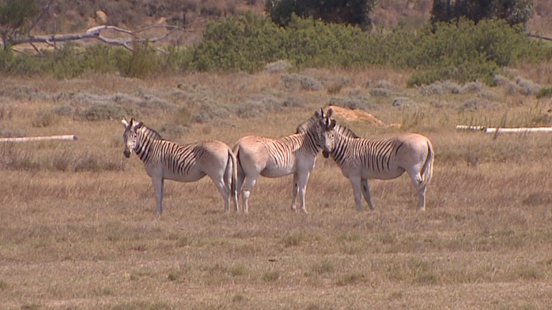 File:Quagga en 2016.png