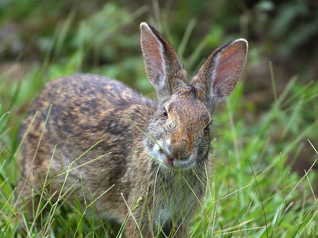 File:Rabbit  - Wikimedia Commons