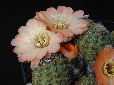 File:Rebutia pygmaea1g.MW.jpg