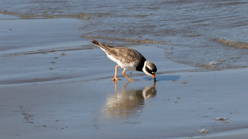 File:Ringed Plover (Charadrius hiaticula) (2).jpg