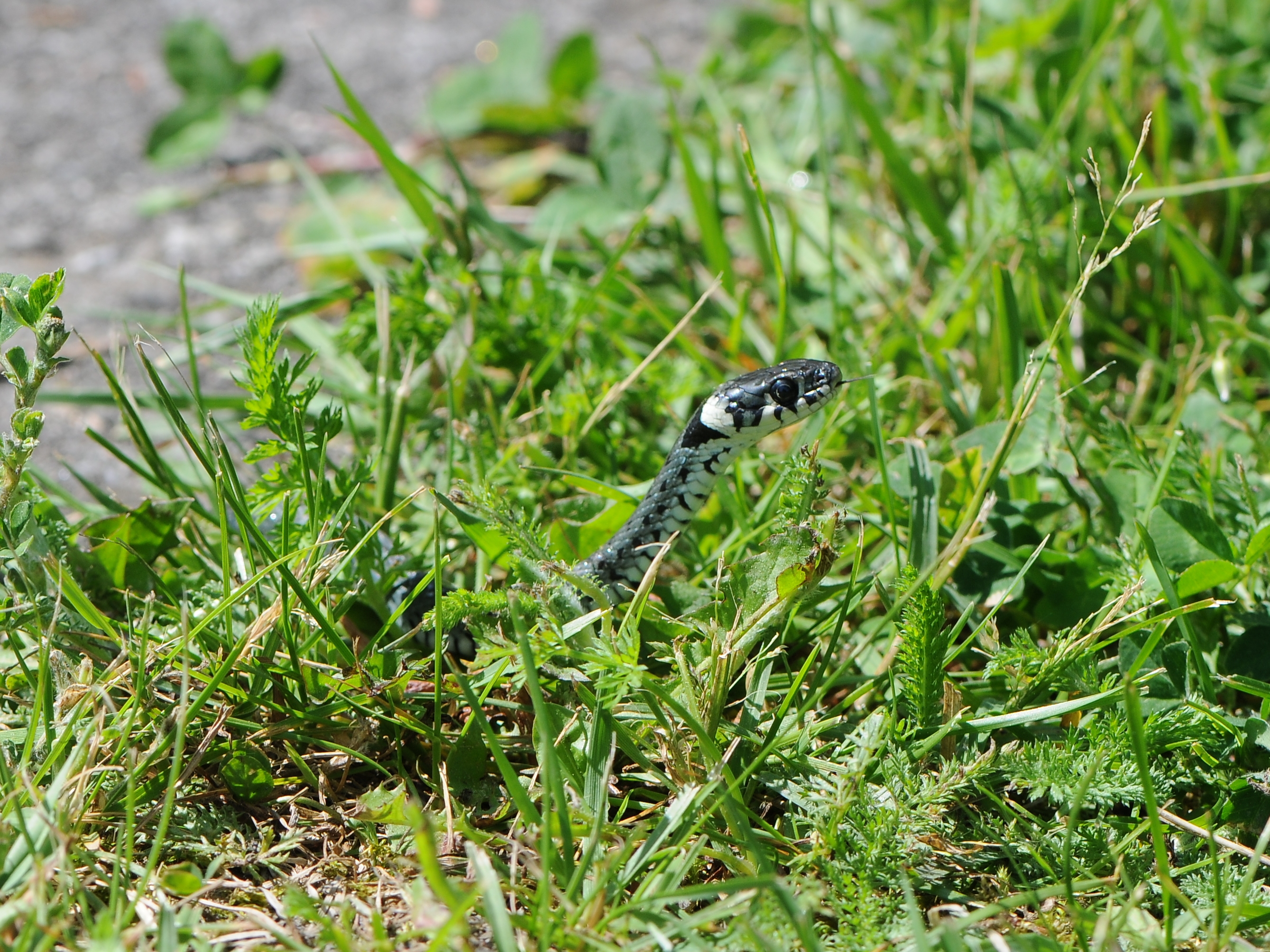 Natrix astreptophora