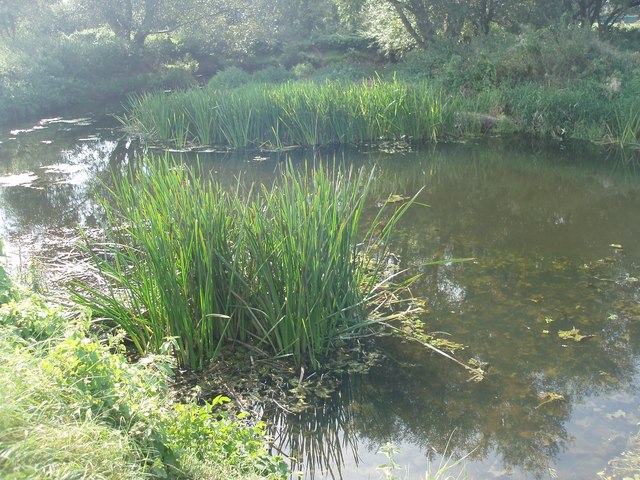 River Roding at Roding Valley Meadows LNR - geograph.org.uk - 3630145